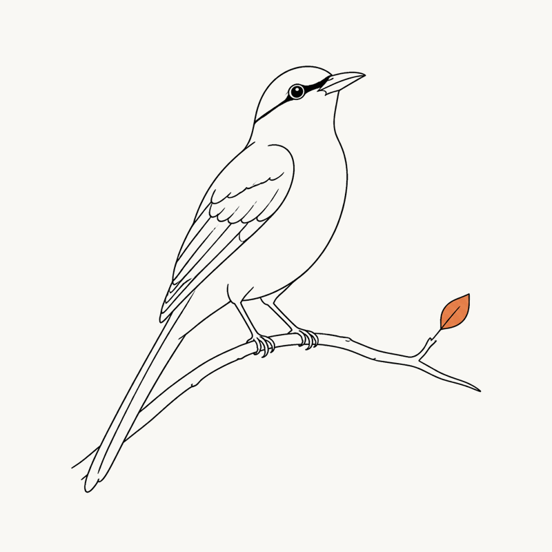 立在枝头张望的主理人喜鹊手绘插画